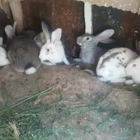TOWŞANLAR