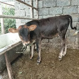 ýaș tuwe