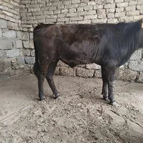 OKUZ ŞWES TOHUM