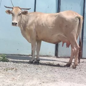 GÖLELİ SYGYR