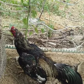 Baysow Horaz