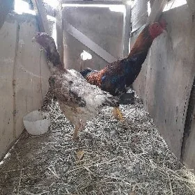 taşkent