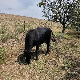 Öküz
