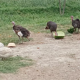 Induk MakiInduk