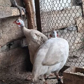 sizarka