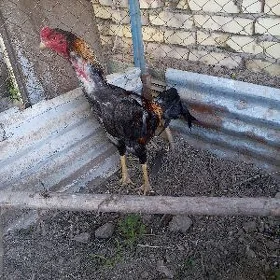 boyes horaz