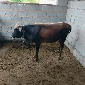 Göle Öküzçe