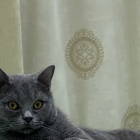Котенок