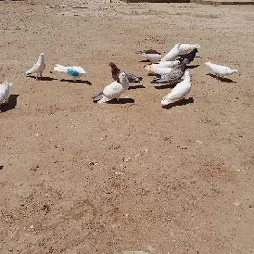 kepderi