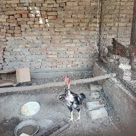 horaz