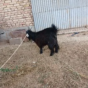 Geci owlakgyl