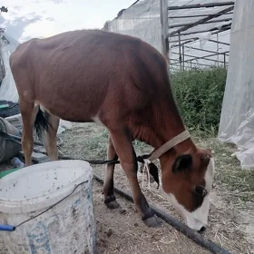 tuwe göle