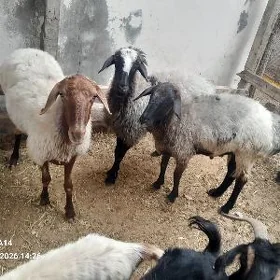 geci erkec owec