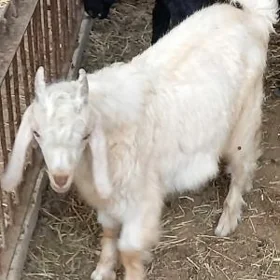 Ekiz owlaklaýan tohum geçiler