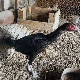 Baysow mäki