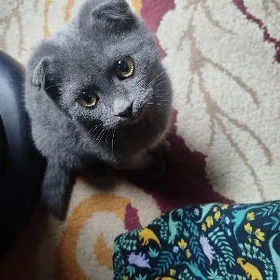 şatlan pişik