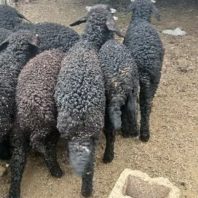 garakol
