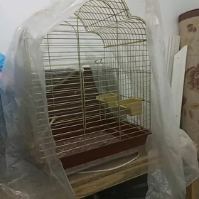Gus ketek setga