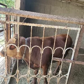 òkuz