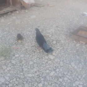 kepderi