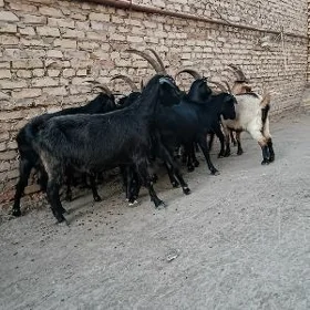 Semiz geçi