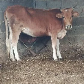 tuwe 3yaşar