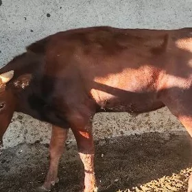 Satlyk göle