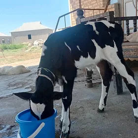 galişteýin öküz