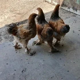 Towuk Juyje Plawi