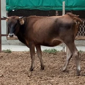 3 ÝAŞAN GYSYR TÜWE