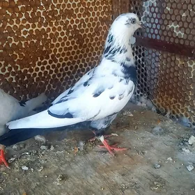 kepderi