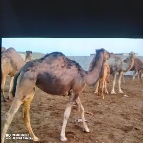 Ogsuk