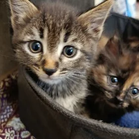pişik котёнок