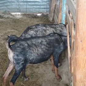 Geci