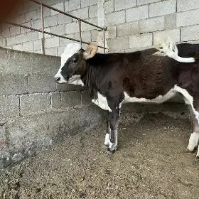 tüwe