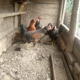 horaz