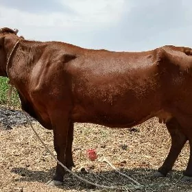 Bogaz sygyr