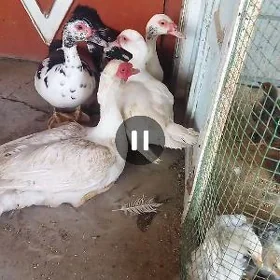 induşga fason ördek