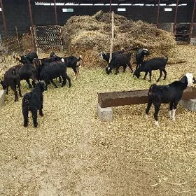 ÿaş dog geçiler.