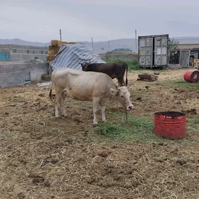 sygyr göleli