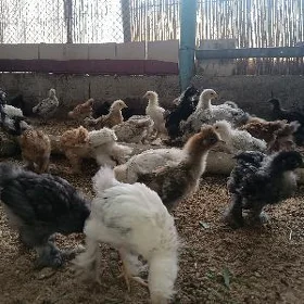 BRAMA BALGAR JUYJE