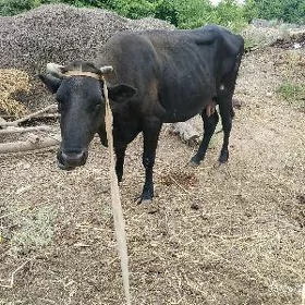 boğaz sygyr anyk