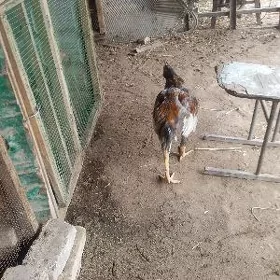 Baysow juje