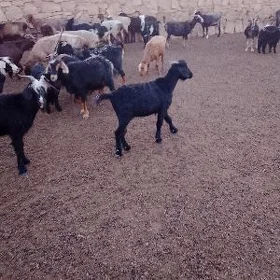 Dog erkeç