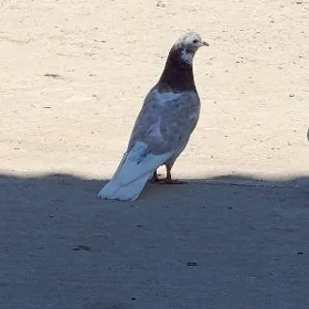 kepderi
