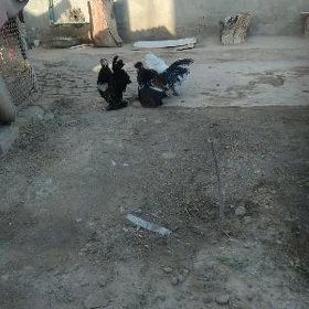 Yaponcik