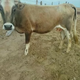 Göleli sygyr