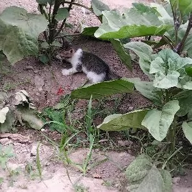 pişik. çagasy