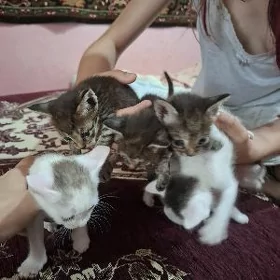 котята