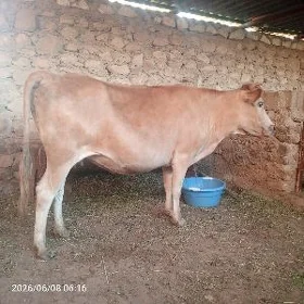 sygyr